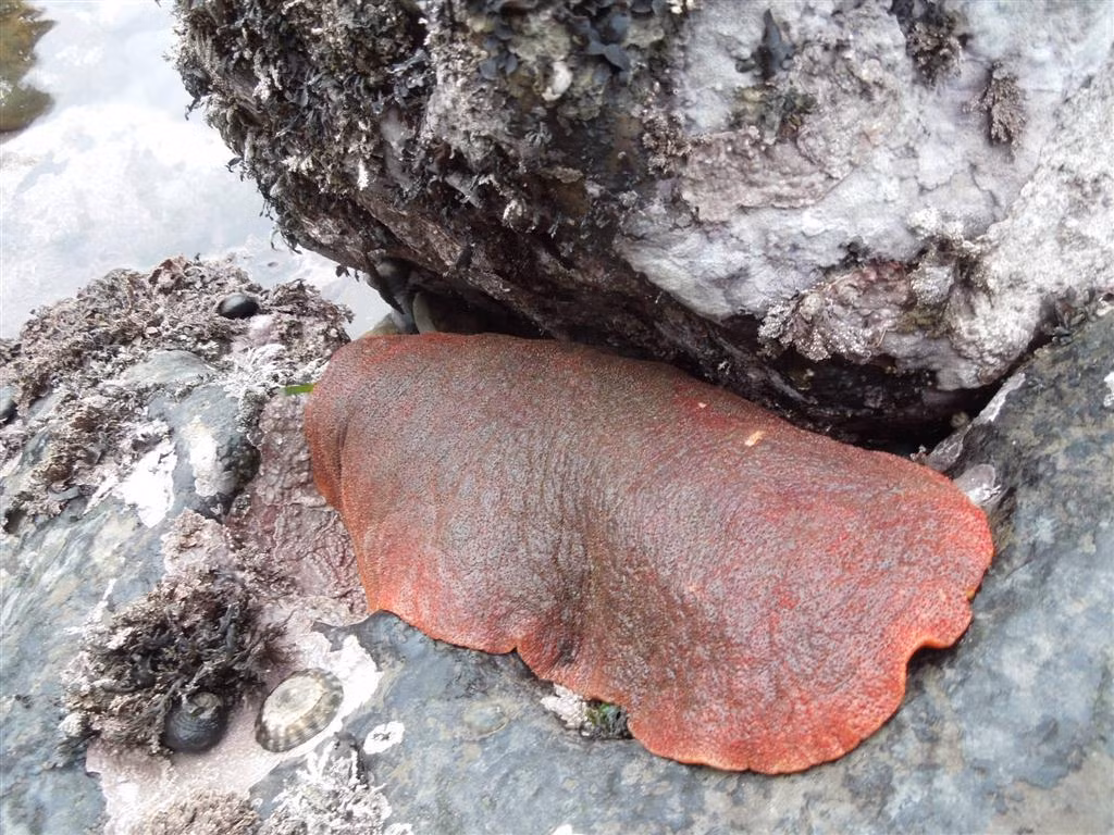 Nhưng không như nhiều họ hàng của mình, vỏ của gumboot chiton hoàn toàn bị che khuất dưới lớp da, thường có màu nâu đỏ, nâu, hay đôi khi cả cam.