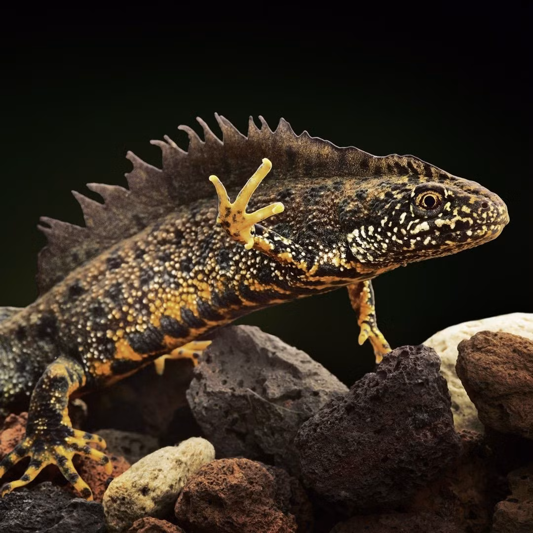 Sa giông mào phương Bắc (Triturus cristatus) dài 10-18 cm, sinh sản trong các ao nước khắp châu Âu và Trung Á. Vào mùa xuân, trên lưng con đực mọc ra những mào lưng nổi bật, được dùng để khoe khoang với những bạn tình tiềm năng.