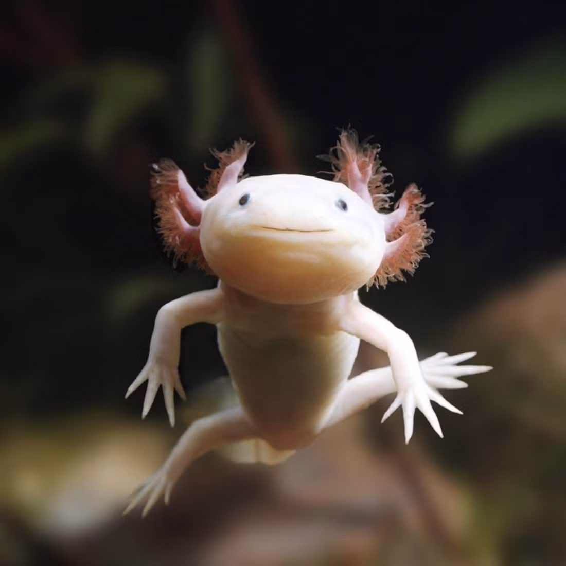 Kỳ giông Mexico (Ambystoma mexicanum) dài 10-30 cm, thường giữ hình dạng của ấu trùng với 6 chiếc mang ngoài ngay cả khi đã trưởng thành. Chúng được tìm thấy tại một số hồ nước ở Mexico và đã du nhập vào nhiều quốc gia như một sinh vật cảnh.
