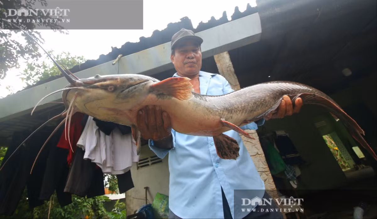Nuoi loai ong kich doc, thuong lai Trung Quoc lung mua-Hinh-3