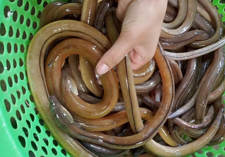 Chúng thường sống ở dưới sâu đáy bùn ở các đầm phá ven bờ biển, hay vùng cửa sông sát biển nên rất khó bắt