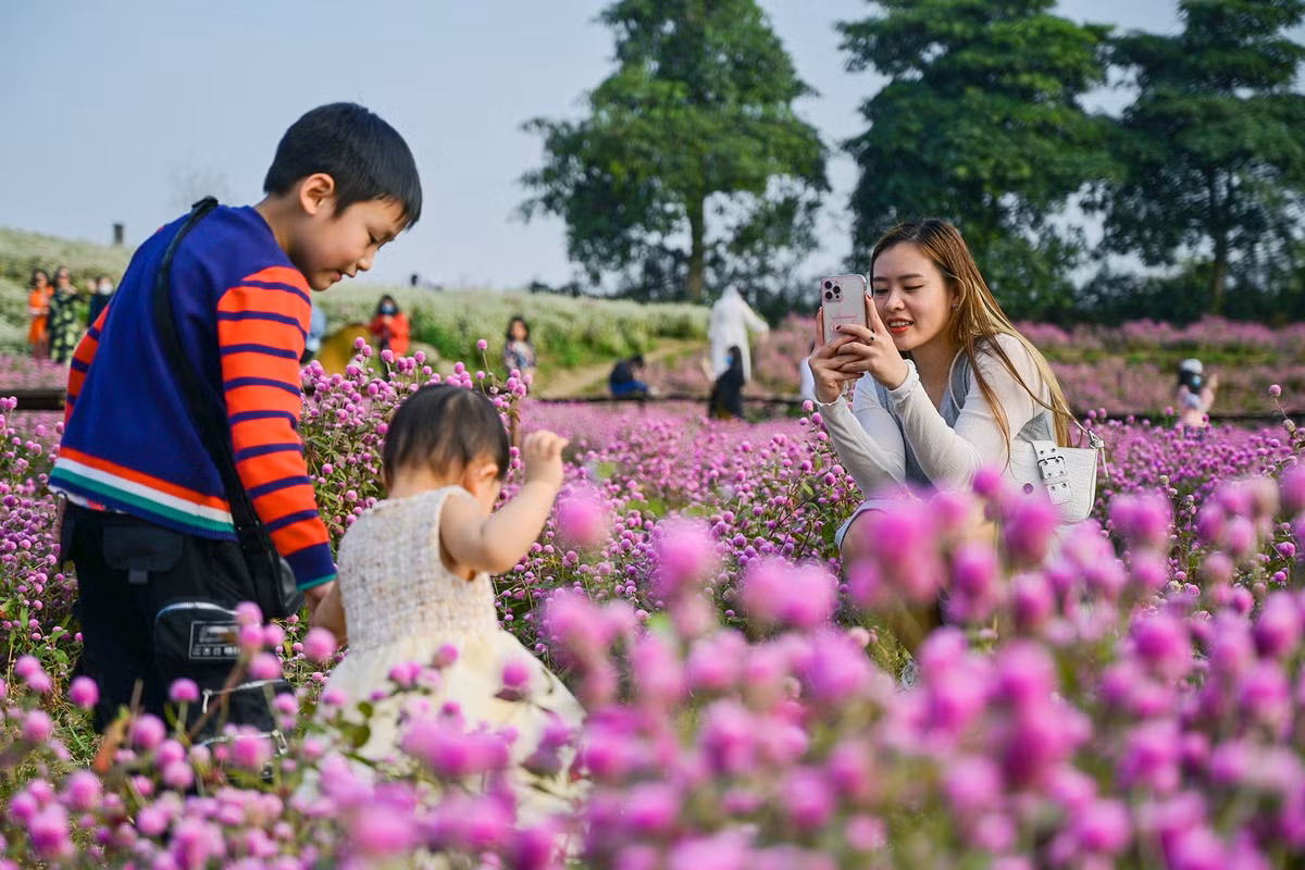 Cánh đồng hoa đặc biệt phù hợp cho những gia đình có con nhỏ, ngại phải di chuyển xa.
