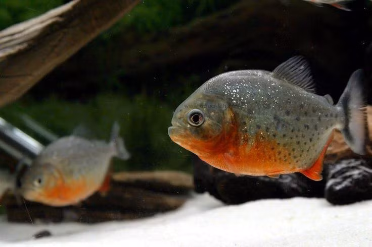  5. Tiếng “rít” của piranha nghe giống như tiếng lợn kêu. Chúng phát ra âm thanh để giao tiếp hoặc cảnh báo kẻ thù, điều này đã được ghi nhận bởi các nhà nghiên cứu âm học. Ảnh: Pinterest.