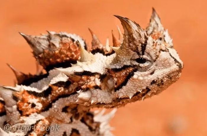 7. Tên gọi mang đậm tính thần thoại. "Moloch horridus" được đặt theo tên một vị thần cổ đại gắn với sự hiến tế, phản ánh vẻ ngoài dữ dội của loài này. Ảnh: Pinterest.