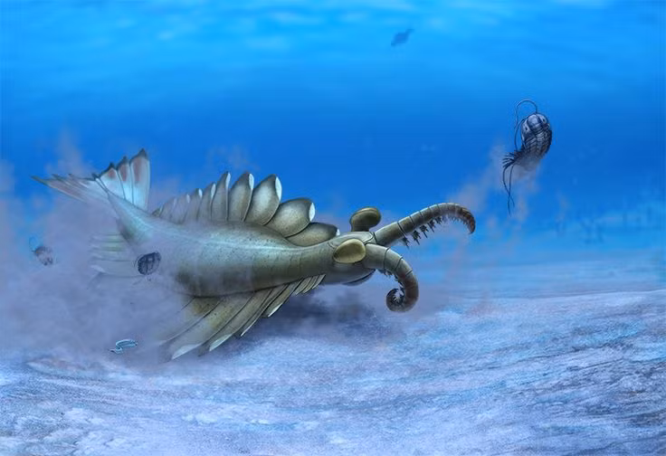  1. Anomalocaris là động vật săn mồi đầu tiên có kích thước lớn. Với chiều dài lên tới 1 mét – khá khổng lồ so với các sinh vật biển Cambri – Anomalocaris được xem là “sát thủ đại dương” thời đó. Ảnh: Pinterest.