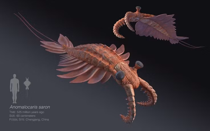  8. Anomalocaris là biểu tượng cho “Đại bùng nổ kỷ Cambri”. Đây là thời kỳ sinh học phát triển vượt bậc với hàng loạt sinh vật mới xuất hiện – và Anomalocaris là một trong những loài nổi bật nhất trong thời kỳ này. Ảnh: Pinterest.
