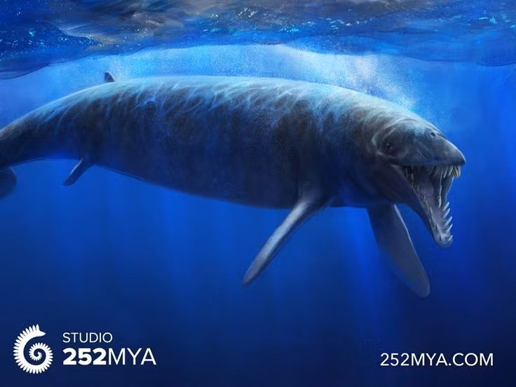  4. Basilosaurus sở hữu thân hình thon dài như rắn biển. Khác với hình dáng tròn mập của cá voi hiện đại, cơ thể Basilosaurus rất dài và mảnh, thích nghi với kiểu bơi uốn lượn. Ảnh: Pinterest.