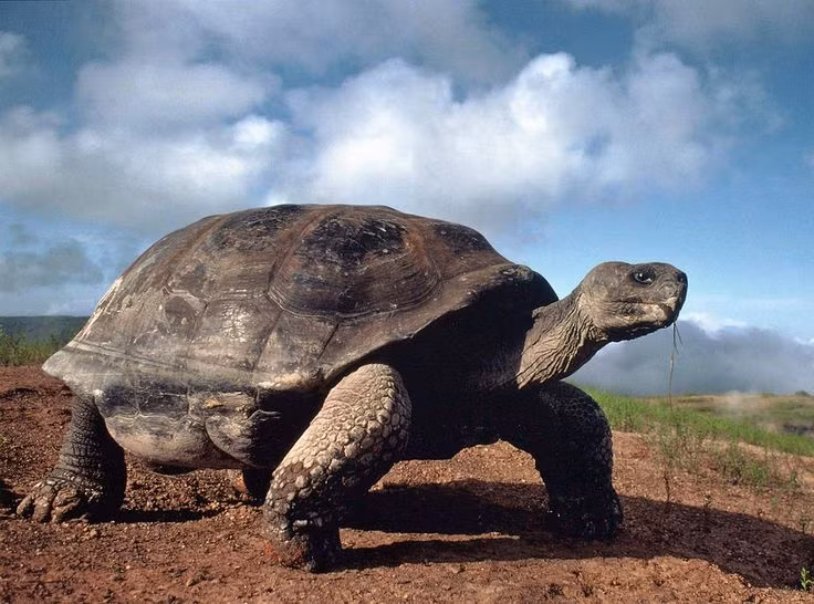  3. Có nhiều phân loài khác nhau dựa theo đảo sinh sống. Mỗi đảo lớn trong quần đảo Galápagos có một hoặc nhiều phân loài rùa riêng biệt, thích nghi với môi trường sống đặc thù. Ảnh: Pinterest.