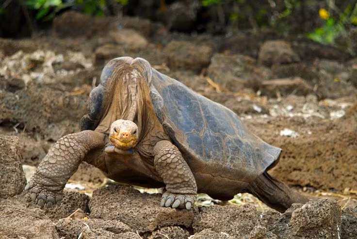  2. Tuổi thọ có thể vượt hơn 100 năm. Nhiều cá thể rùa Galápagos sống hơn 100 năm, với một số được ghi nhận sống đến gần 200 năm. Ảnh: Pinterest.