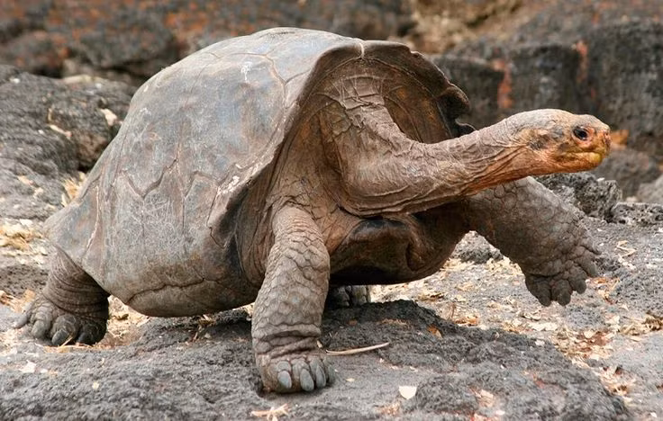  5. Tốc độ di chuyển rất chậm. Rùa Galápagos có thể chỉ di chuyển với tốc độ khoảng 0,3 km/h, nhưng chúng rất kiên trì và bền bỉ. Ảnh: Pinterest.