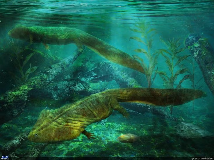 5. Là một loài lưỡng cư cổ đại. Diplocaulus sống cả dưới nước lẫn trên cạn, nhưng phần lớn thời gian có thể là trong các vùng nước ngọt như đầm lầy và sông ngòi. Ảnh: Pinterest.