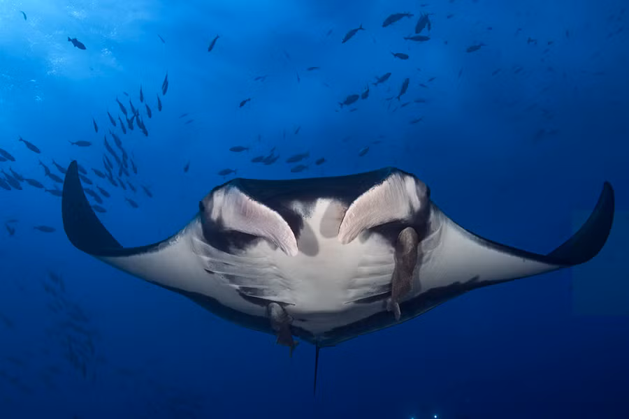 Cá nạng hải (Manta birostris) có thể đạt chiều dài lên đến 9m hiện diện ở các vùng biển nhiệt đới toàn cầu. Loài cá đuối lớn nhất thế giới này lọc thức ăn bằng cách dùng vành miệng đặc biệt để dồn các sinh vật phù du vào trong miệng. Thường mỗi lần mang thai lên đến 1 năm, chúng chỉ sinh từ 1-2 con non. Loài này sở hữu bộ não lớn nhất trong họ cá đuối, nặng tới 200g, lớn hơn não cá mập voi từ năm đến mười lần.