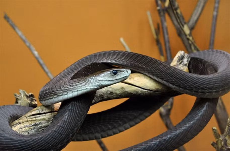  Rắn mamba đen Dendroaspis polylepis là một loài rắn độc dài nhất và đặc hữu tại châu Phi hạ Sahara. Chúng là một trong những loài rắn có tốc độ nhanh nhất thế giới khi có thể phóng với tốc độc 11km/h. Chúng thường có chiều dài trung bình khoảng 2m, có nhiều cá thể được ghi nhận dài lên đến 4,5m.