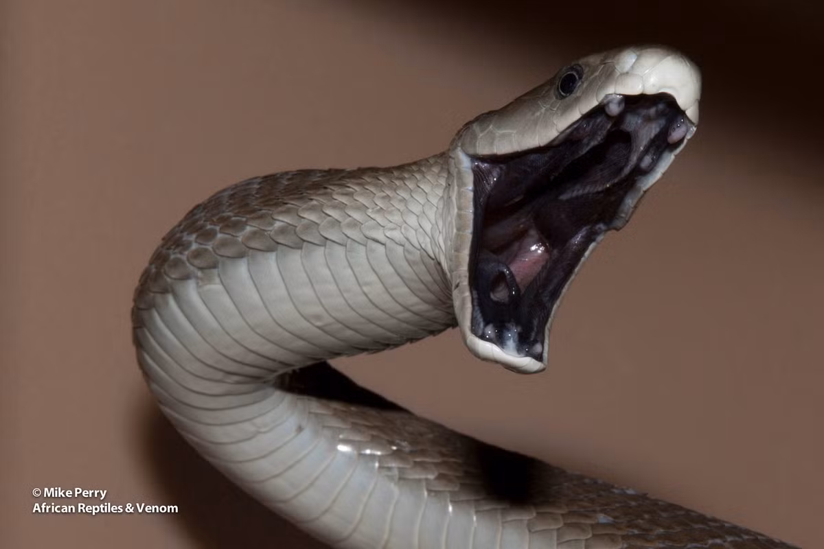 Dù có tên là Mamba đen, loài rắn này không thực sự có màu đen. Cái tên này bắt nguồn từ màu sắc bên trong vòm họng của nó. Màu đen ám ảnh đáng sợ làm cho người ta liên tưởng rằng thần chết với bộ áo choàng đen chết chóc đang ở bên trong. Đôi răng nanh giống như lưỡi hái của Tử thần, sẵn sàng tước đi sinh mạng của bất cứ sinh vật sống nào.
