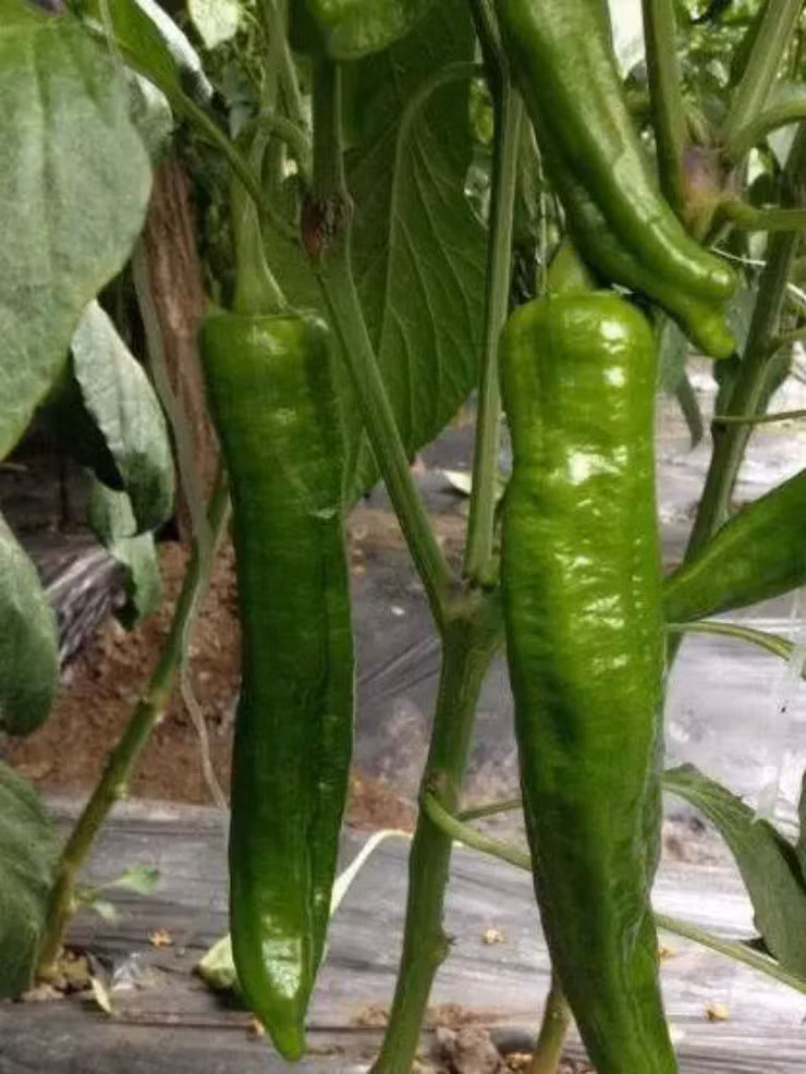 Ot “khong lo” co huong vi ngot ngao nhu trai cay hon 100 nghin/kg-Hinh-3