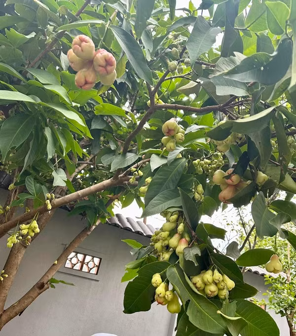 Khu vườn rộng rãi, xanh mướt và rợp bóng mát. Cây trái trong vườn nhà giọng ca "Đồng xanh" trĩu quả khiến người hâm mộ thích mê.