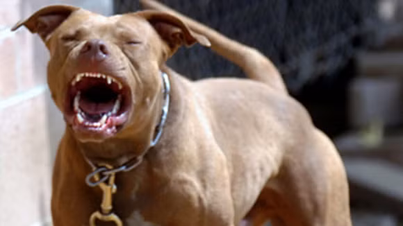 Theo tạp chí Forbes, dòng chó Pitbull được xếp vào danh mục 11 giống chó nguy hiểm nhất đối với con người trong tổng số hơn 400 loài chó hiện nay trên thế giới. Thậm chí, theo bảng xếp hạng giống chó nguy hiểm thì loài Pitbull được đứng đầu trong số những loài nguy hiểm nhất. Theo tạp chí Forbes, dòng chó Pitbull được xếp vào danh mục 11 giống chó nguy hiểm nhất đối với con người trong tổng số hơn 400 loài chó hiện nay trên thế giới. Thậm chí, theo bảng xếp hạng giống chó nguy hiểm thì loài Pitbull được đứng đầu trong số những loài nguy hiểm nhất.