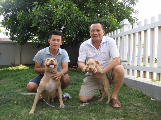 Được biết con chó Pitbull đầu tiên được du nhập về Việt Nam vào năm 2003. Để huấn luyện thành công một con chó Pitbull ngoan ngoãn, nghe lời chủ không hề dễ dàng. Và để khiến nó thành một con chó chiến đấu càng công phu hơn. Muốn huấn luyện chúng, người chủ cũng phải có sức khỏe. Được biết con chó Pitbull đầu tiên được du nhập về Việt Nam vào năm 2003. Để huấn luyện thành công một con chó Pitbull ngoan ngoãn, nghe lời chủ không hề dễ dàng. Và để khiến nó thành một con chó chiến đấu càng công phu hơn. Muốn huấn luyện chúng, người chủ cũng phải có sức khỏe.