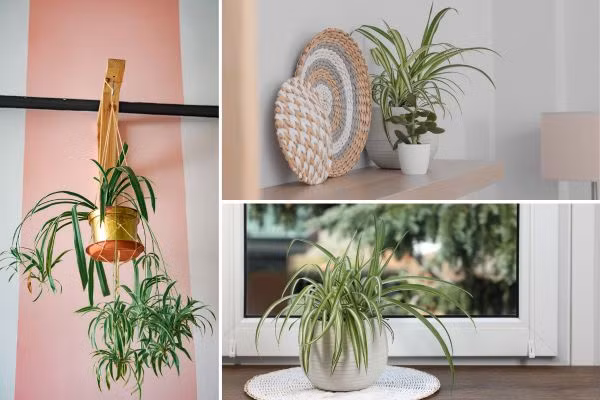 Trang trí cây Dây Nhện trong nhà tắm vừa tạo không gian trong lành, dễ chịu mà còn mang vẻ đẹp thẩm mỹ rất cao. Thêm vào đó, cây dây nhện còn có ý nghĩa phong thủy về sự phát triển, thịnh vượng trong gia đình.