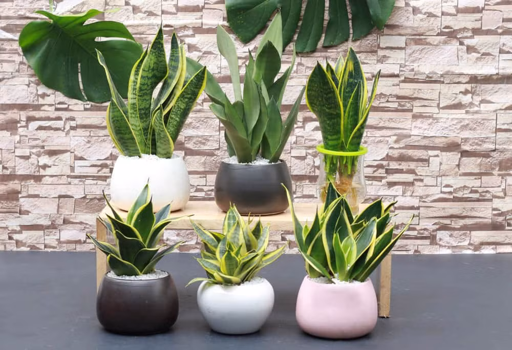 Với những loại cây trồng trong nhà tắm thì đây là loại cây rất phù hợp. Vì lưỡi hổ là loại cây ưa bóng râm, có thể sống trong điều kiện thiếu ánh sáng một khoảng thời gian dài. Không chỉ dễ trồng, lá của nó có thể hút bớt hơi nước thanh lọc không khí.