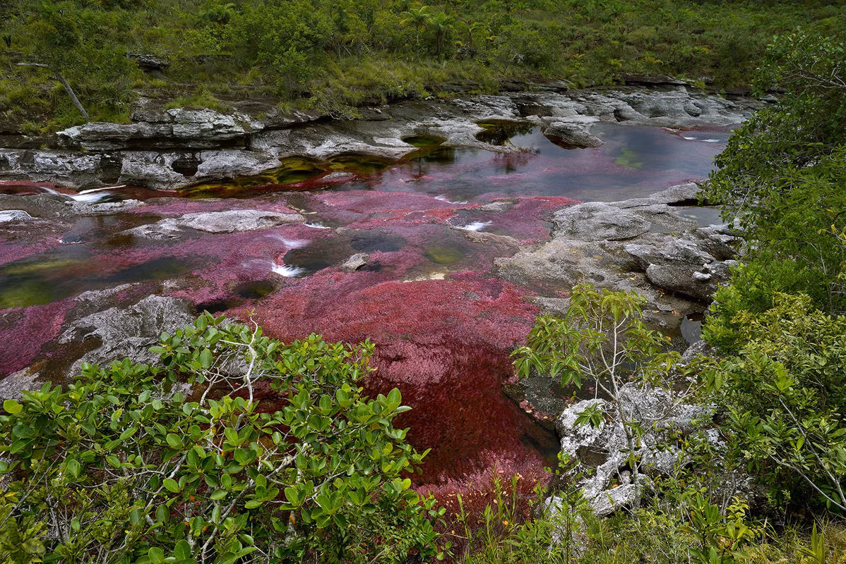 Dòng sông Cano Cristales nên thơ nằm trong khu vực khá xa xôi hẻo lánh, không dễ dàng tiếp cận bằng đường bộ. Lý tưởng nhất là cưỡi ngựa tham quan dòng sông.