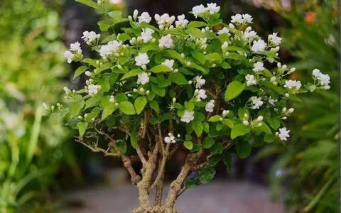  Chúng không chỉ có tác dụng làm sạch không khí mà còn có thể được hái và dùng để pha trà. Mùa hè là thời kỳ ra hoa rộ nhất của hoa nhài.