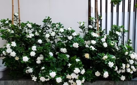 Trồng một vài chậu cây dành dành thơm trong nhà có thể hấp thụ các khí độc hại như lưu huỳnh đioxit trong không khí, làm trong lành không khí và có lợi cho sức khỏe của gia đình bạn. 