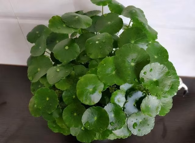 Nó phát triển rất nhanh và dễ dàng lấp đầy chậu cây. Mỗi cây cỏ đồng tiền nhỏ như một chú yêu tinh nhỏ, mang đến ánh sáng hy vọng cho gia đình, đồng thời mang lại may mắn và tài lộc.