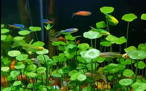 Cỏ đồng tiền mang ý nghĩa vô cùng rõ ràng về phú quý, thịnh vượng, hút may mắn, tài lộc cho gia chủ. Có thể nói, đây là cây cảnh có ý nghĩa phong thủy được nhiều người ưa thích.