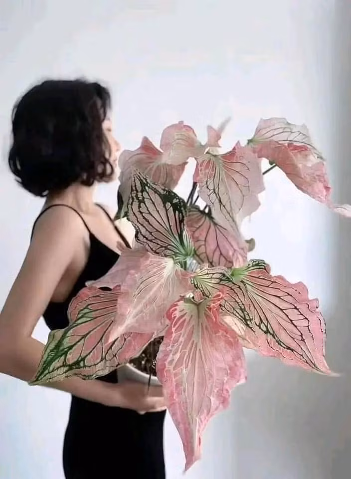  Lá hình trái tim của chúng có sự pha trộn mềm mại, giống như màu nước giữa màu hồng và trắng, mang lại sự quyến rũ và thanh bình cho bất kỳ bối cảnh nào. Cây cảnh nở hoa vào mùa xuân và mùa hè từ cụm hoa gồm một mo dài và mo giống cánh hoa bao quanh mo giống như một chiếc mũ trùm đầu. 