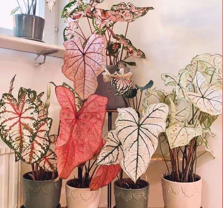 Đây là một cây môn lá màu quyến rũ, mềm mại, mỏng manh, mang đến nét sống động cho những khu vực râm mát hoặc làm bừng sáng căn phòng của bạn. Cây cao từ 25-30cm, với thói quen thực vật nhỏ gọn, mọc thành gò, đồng đều mọc từ thân rễ củ. 