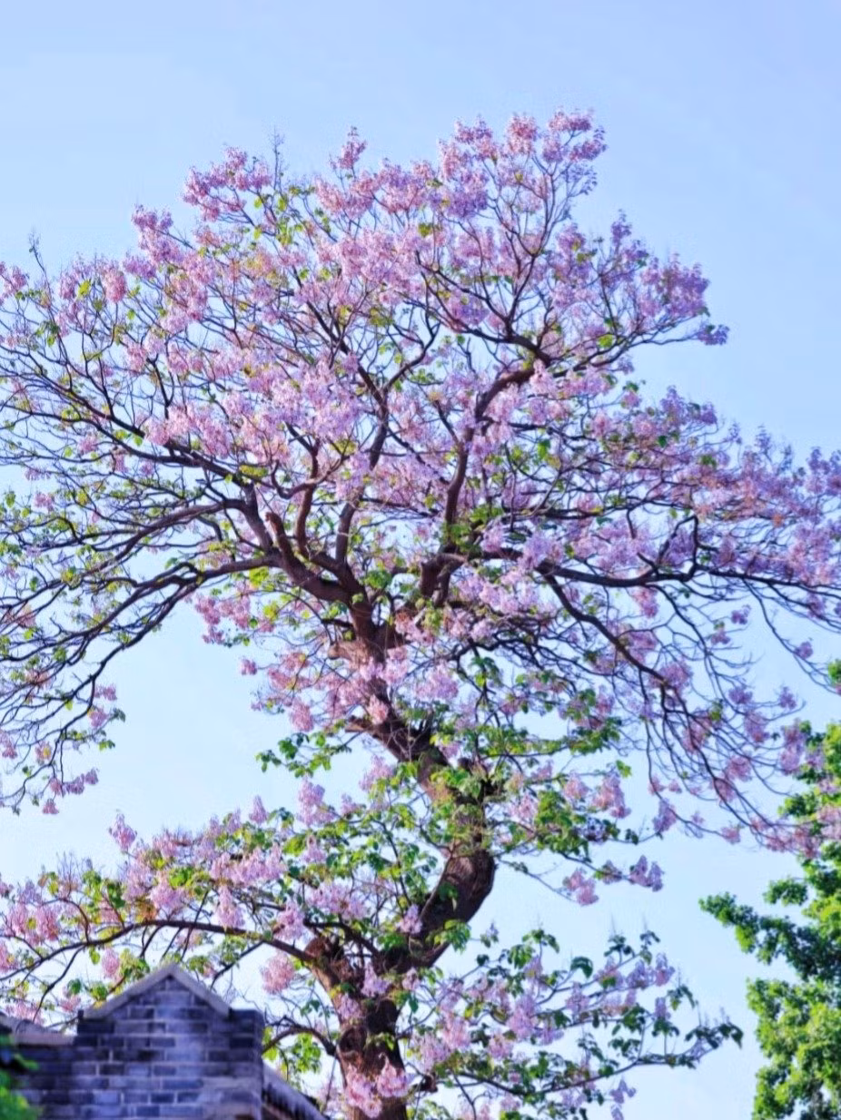 1. Cây cảnh: Hông: Người xưa nói rằng "Phượng hoàng đậu trên cây hông", nghĩa là cây hông thu hút phượng hoàng, tượng trưng cho sự may mắn và tốt lành. 