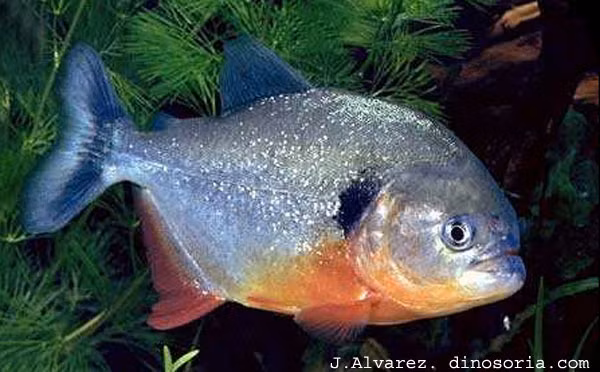 Cá Piranha thường dài từ 14cm đến 26cm, trường hợp dài nhất được ghi nhận lên đến 43cm.
