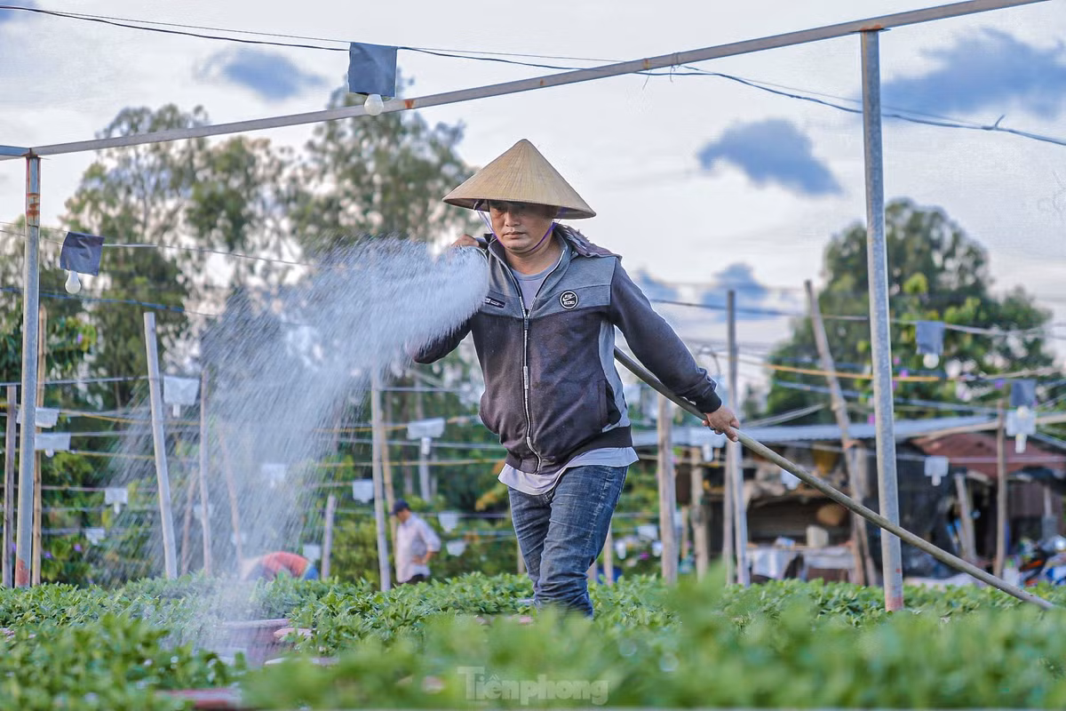 Nông dân làng hoa những ngày này đang tranh thủ thời tiết nắng ráo, tất bật bón phân, phun thuốc cho cây.