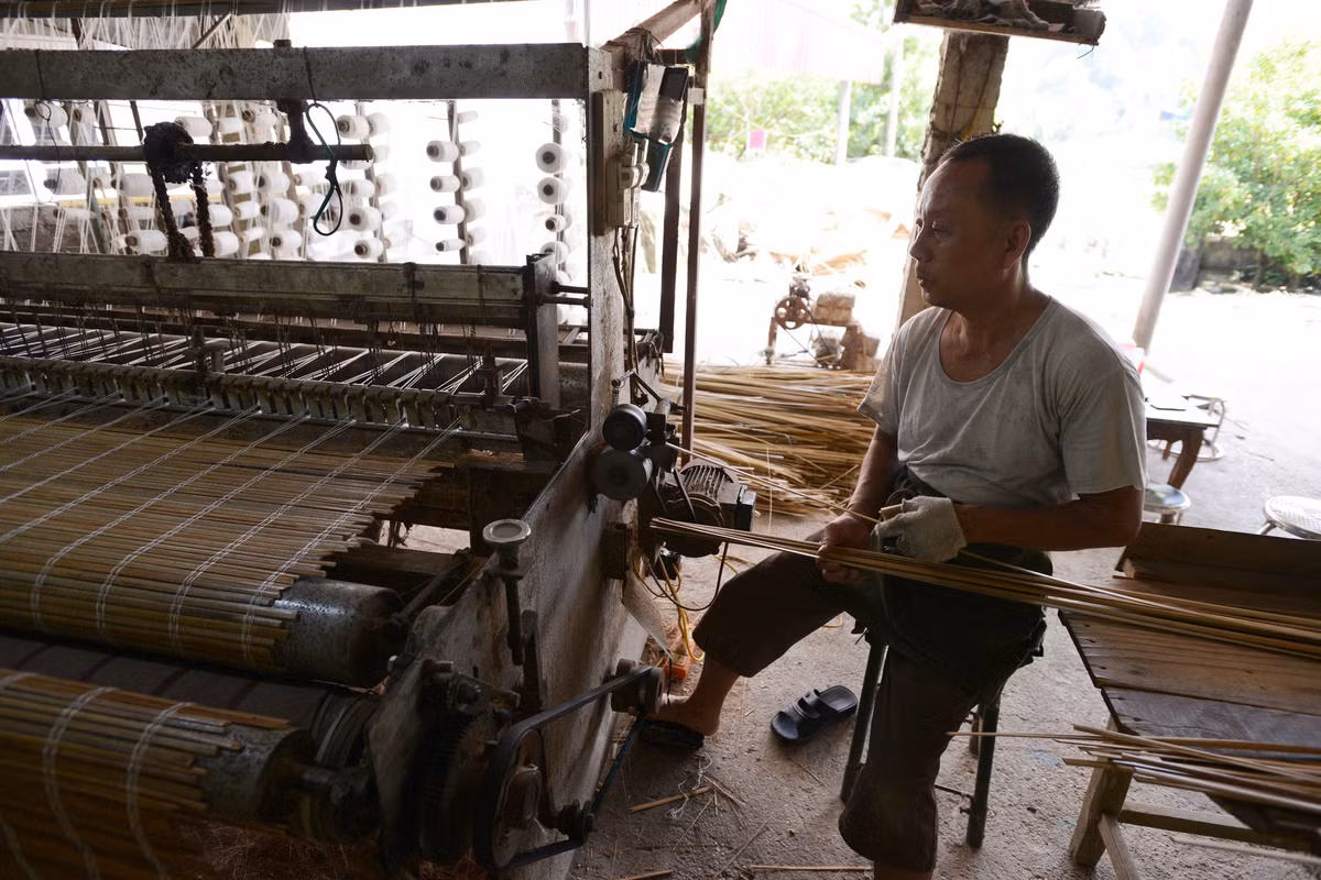 Làm sản phẩm cọ là nghề thủ công. Tuy nhiên đến nay, hầu hết các công đoạn đã được máy móc hoá. Trong ảnh, một người dân Quảng Yên đang làm mành cọ trên hệ thống máy tự động.