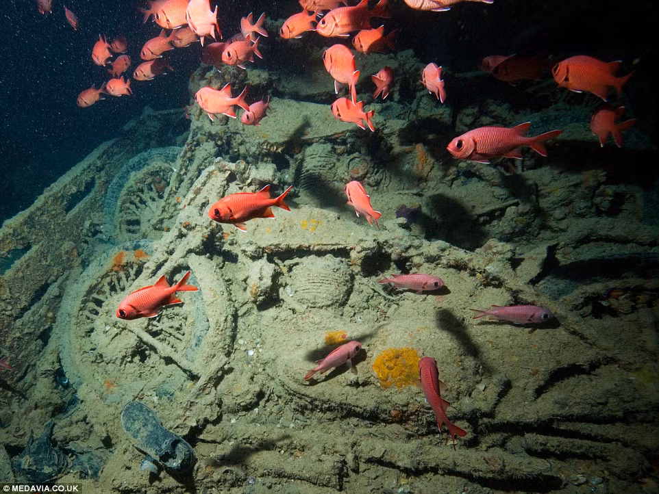 Vào năm 1956, nhà thám hiểm Jacques-Yves Cousteau đã phát hiện ra xác tàu buôn trên của Anh bị đánh chìm ở Biển Đỏ.