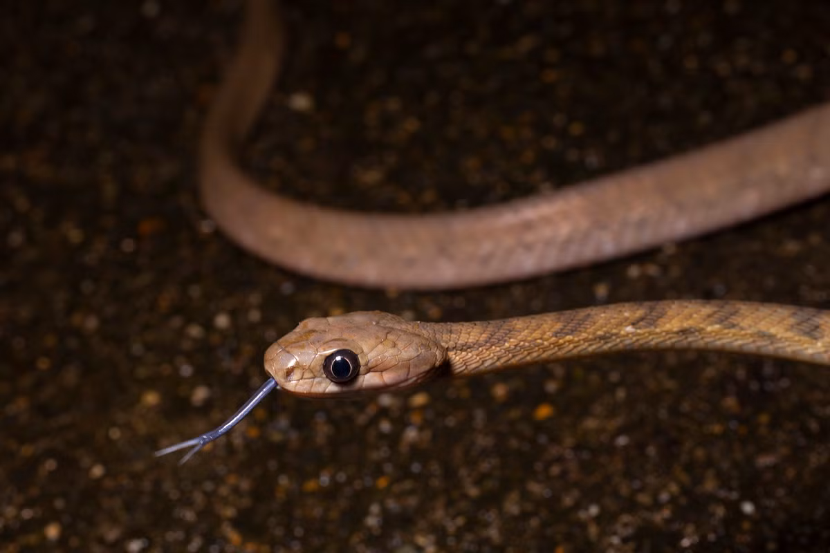 Một con rắn mèo Quảng Tây (Guangxi cat snake/ Boiga guangxiensis).