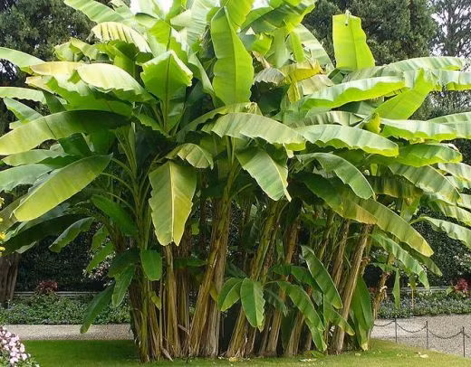 Theo nhà nghiên cứu Lương Đức Hiển (Bảo tàng Dân tộc học Việt Nam), trong các sản phẩm từ nghề dệt vải của người Việt xưa, có một sản phẩm rất quý giá, được giới vua chúa, quan lại Trung Hoa đánh giá rất cao, đó là vải tơ chuối – loại vải dệt từ sợi của thân cây chuối.
