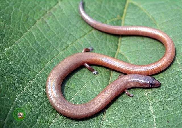 Thằn lằn chân ngắn. Thằn lằn chân ngắn (Lygosoma quadrupes) có những cái chân nhỏ hầu như là vô dụng. Cách di chuyển chủ yếu của chúng là trườn như loài rắn. Chúng còn sống ở nhiều nước Đông Nam Á như Thái Lan, Lào, Malaisia, Indonesia… Chúng thường được tìm thấy trong các khúc gỗ mục và thức ăn là mối và ấu trùng. 