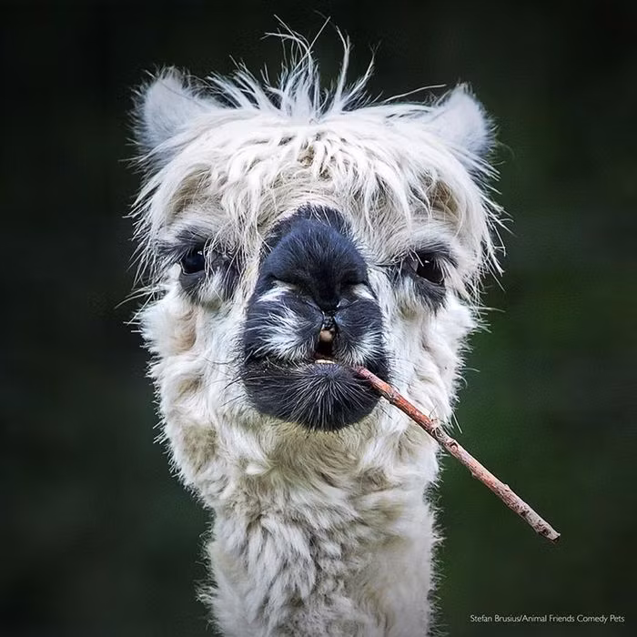 Chú lạc đà Alpaca trông như thể đang hút thuốc.