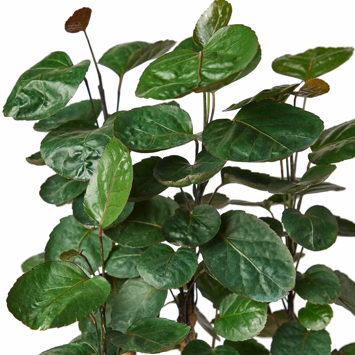  Đinh lăng lá đĩa còn có biệt danh là đinh lăng "túi tiền". Cây cảnh túi tiền hay còn được gọi là đinh lăng lá đĩa. Sở dĩ chúng có biệt danh này là vì những chiếc tròn, cụp vào trong như chiếc đĩa nhưng lại được liên tưởng với "ví đựng tiền". 