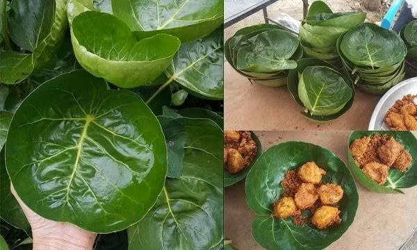 Trong phong thủy, cây đinh lăng được biết đến với ý nghĩa có thể ngăn chặn khí xấu xông vào nhà. Từ đó trấn giữ nguồn năng lượng tốt, giúp tài khí dễ tích tụ, không bị tiêu tán, được coi như “thần giữ của” cho chủ nhà.