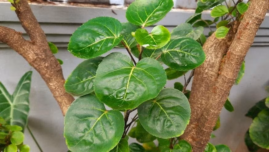  Người ta thường chọn lá đinh lăng nhỏ có nhiều răng cưa để làm rau sống ăn kèm với các món gỏi hoặc cho vào để gói nem. Ngoài ra, lá đinh lăng còn có thể kho chung với cá lóc, cá diêu hồng,..thơm ngon và bổ dưỡng cho sức khỏe. Củ đinh lăng được dùng để ngâm rượu rất thích hợp với các ông bố. 