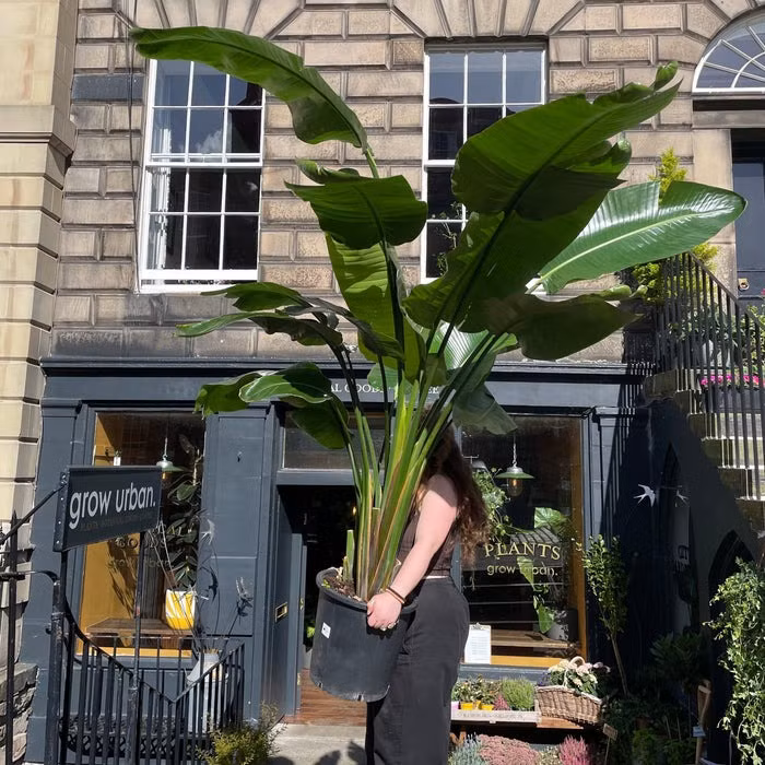  Thiên điểu (Strelitzia) thuộc họ Chuối rẻ quạt. Loài cây này có nguồn gốc từ Nam Phi và vùng nhiệt đới của châu Mỹ, thường được biết đến với tiếng Anh là “bird of paradise” (chim thiên đường) vì hình thức hoa giống như một chú chim.