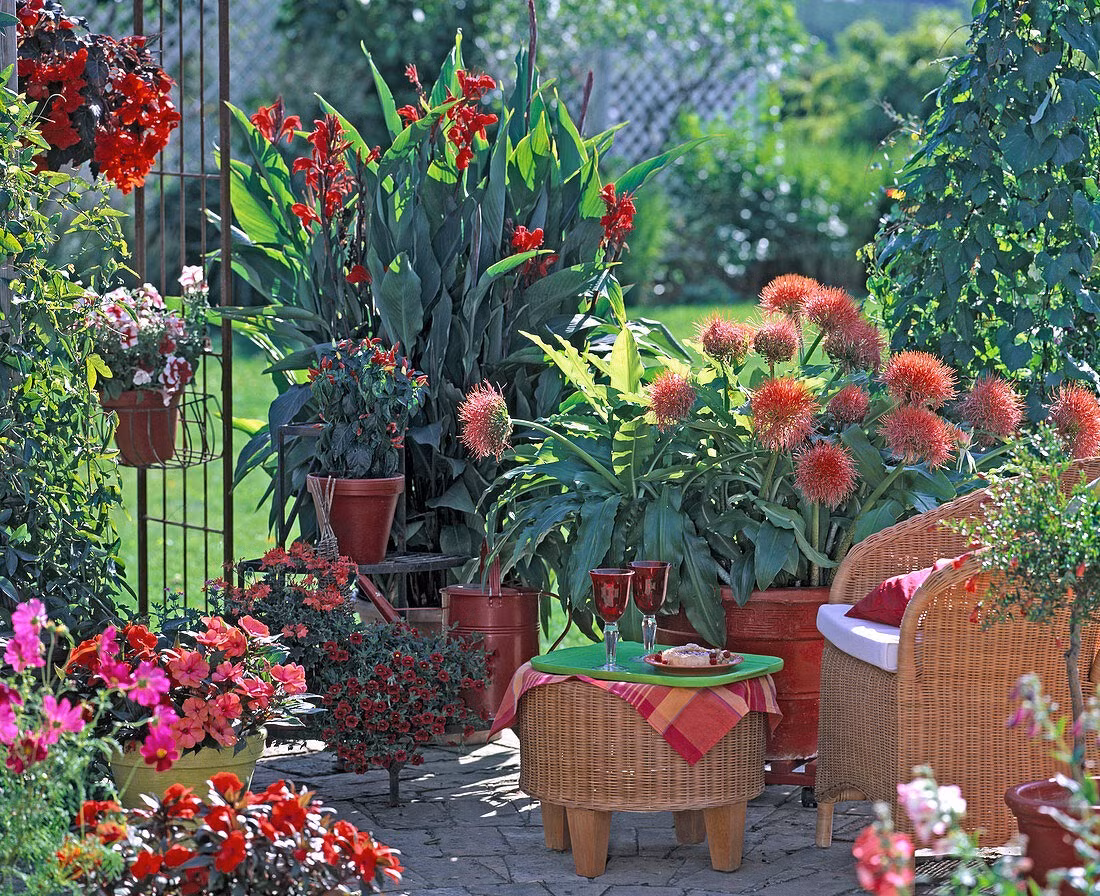  Khi hoa nở, pháo bông có màu đỏ đặc trưng, rất nổi bật. Loài hoa này dạng hoa kép, dạng chùm với nhiều bông hoa nhỏ kết lại với nhau. Một bông hoa hồng tú cầu thực chất là sự hình thành của khoảng 30-100 bông hoa nhỏ. Hoa có hình cầu đặc trưng, trên mỗi đóa hoa nhỏ có phần nhụy vàng bắt mắt. Ảnh minh họa imageprofessionals 