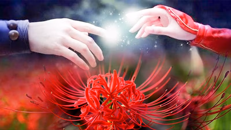 Dù là đau khổ tột cùng hay yêu thương thắm thiết, cây cảnh này đều thu nhận những hồi ức đó. Chính vì vậy, bỉ ngạn là một trong những loài hoa “địa ngục” mà người xưa khuyên không nên trồng trong nhà.