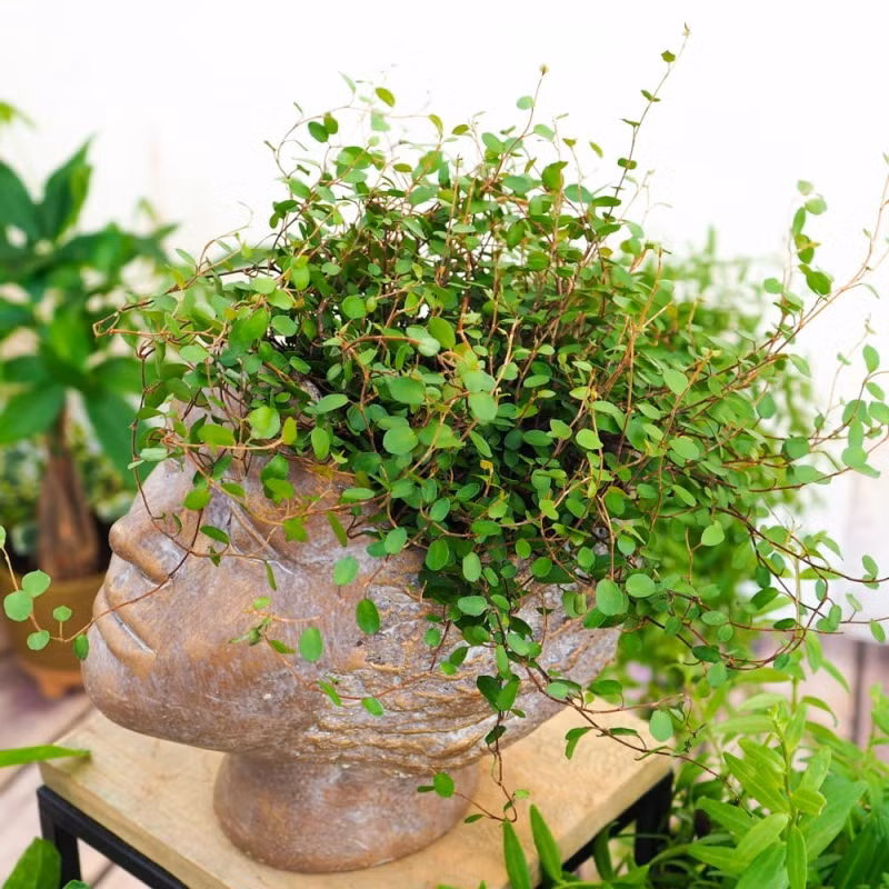  Tóc mây là loại cây nhạy cảm với nhiệt độ sinh trưởng. Nhiệt độ tăng trưởng tối ưu của nó là 20 ~ 24oC. Trong phạm vi nhiệt độ này, hoạt động bên trong của cây cảnh đạt đến đỉnh điểm và tốc độ sinh sản là nhanh nhất. Cỏ ngàn lá rất sợ nhiệt. Khi nhiệt độ vượt quá 30°C, sự phát triển của nó sẽ bị đình trệ, một số lá già sẽ chuyển sang màu vàng và khô héo. Đừng quá lo lắng khi gặp phải tình trạng này. Đây là phương thức tự bảo vệ của cây cảnh tóc mây ể sống sót qua thời kỳ nắng nóng. Để cây có tính trang trí cao hơn, hãy nhớ kiểm soát nhiệt độ vào mùa hè và đặt cây ở nơi mát mẻ.
