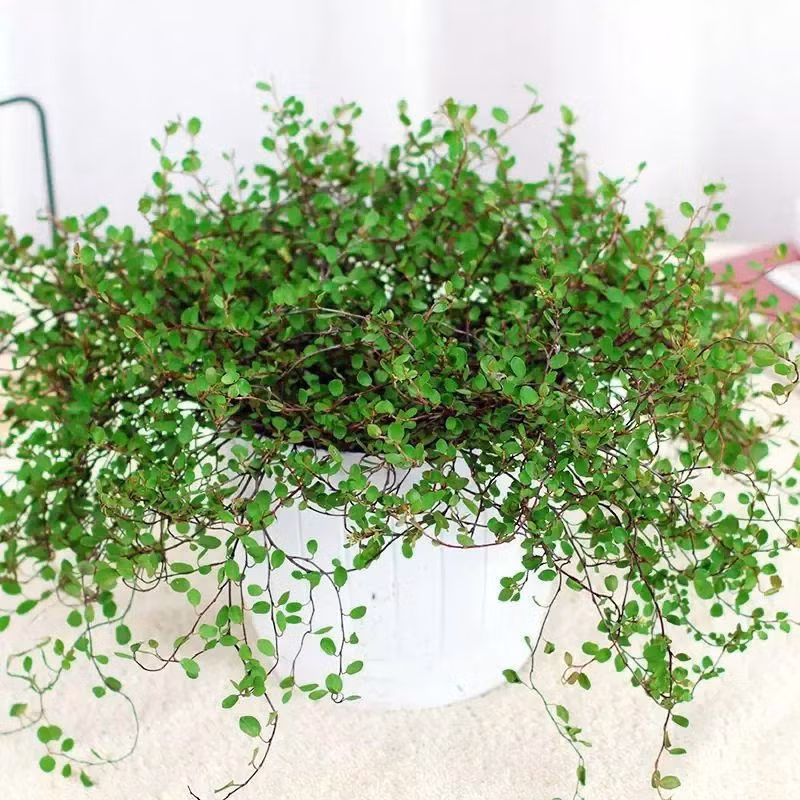  Có nhiều nơi tạo hình vòm cửa, tạo hình con vật, thành các bức tường xanh... rất đẹp mắt. Chắc chắn mái tóc mây xanh mướt, quyến rũ này sẽ thu hút ánh nhìn của mọi người nếu bạn dùng chúng để trang trí cho khu vườn, ban công nhà mình.
