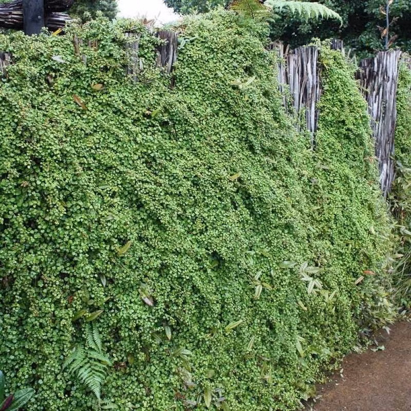 Cũng có nơi gọi nó bằng cái tên lãng mạn Angle Vine (dây leo thiên thần) để nhấn mạnh vào sự tươi đẹp, mềm mại của chúng. Cây cảnh tóc mây vốn là cây phủ mặt đất, là loài cỏ dại có xuất xứ từ New Zealand và Úc. Nhưng vẻ đẹp thiên thần của chúng đã lọt vào mắt xanh những nhà làm vườn và giờ đây, chúng trở thành cây cảnh được tạo hình muôn màu muôn vẻ.