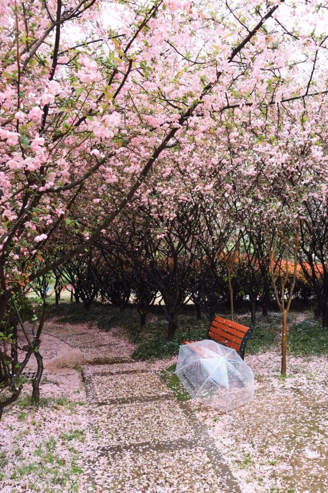 Hoa hải đường trượng trưng cho phú quý, thịnh vượng đón mùa xuân. Cây cảnh này trước sảnh mang ý nghĩa tốt đẹp về phú quý và mùa xuân vào nhà. Cây cảnh này sinh trưởng và phát triển ở mức trung bình. Chúng ưa khí hậu mát mẻ và ánh sáng bán phần. Cây thuộc loại dễ trồng dễ chăm sóc và rất ít bị sâu bệnh. 